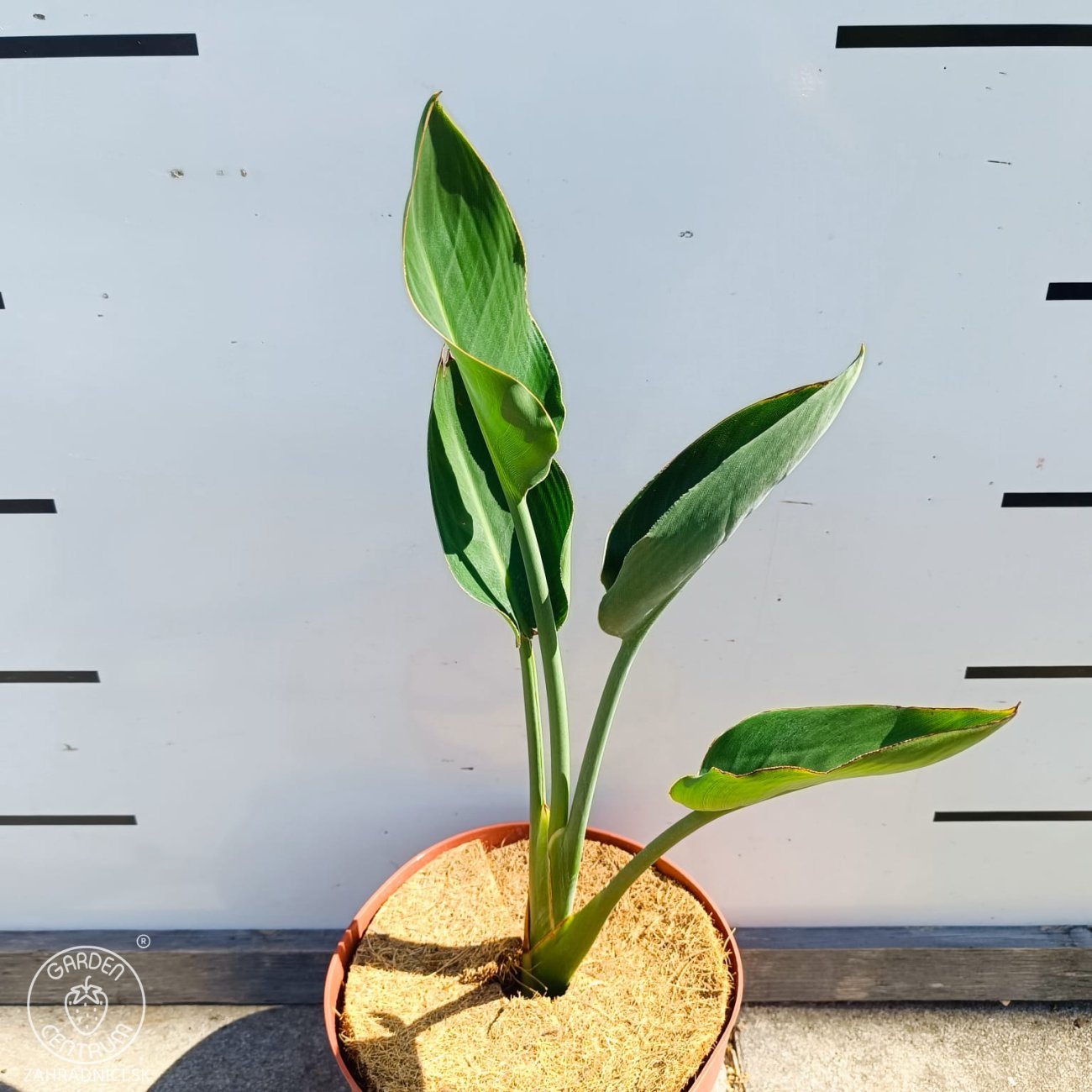 Obrázok Strelícia kráľovská (Strelitzia Reginae) ´MANDELA´S GOLD´ - výška 20-40 cm, kont. C3L